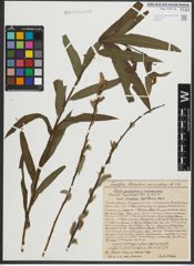 Foto von Salix purpurea L. x Salix viminalis L.